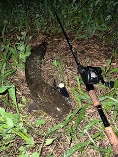 ナマズの釣果