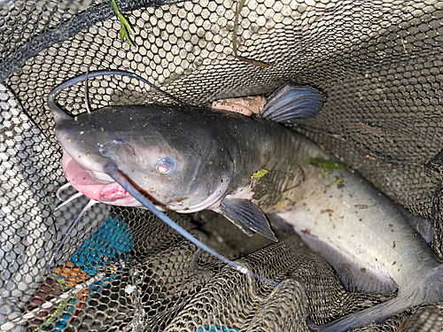 アメリカナマズの釣果