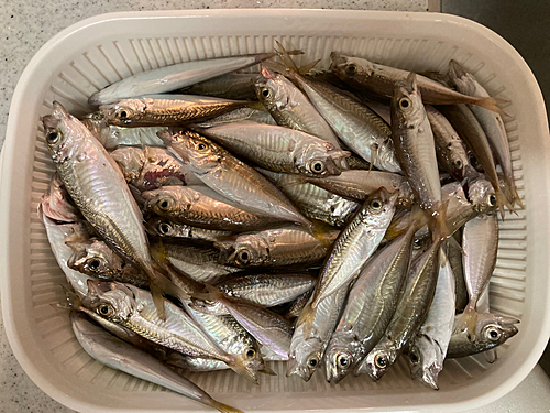 アジの釣果