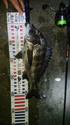 クロダイの釣果