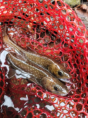 イワナの釣果