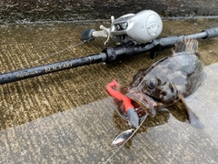 チャイロマルハタの釣果