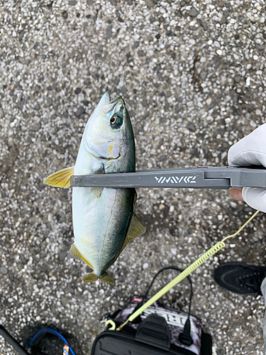 ショゴの釣果