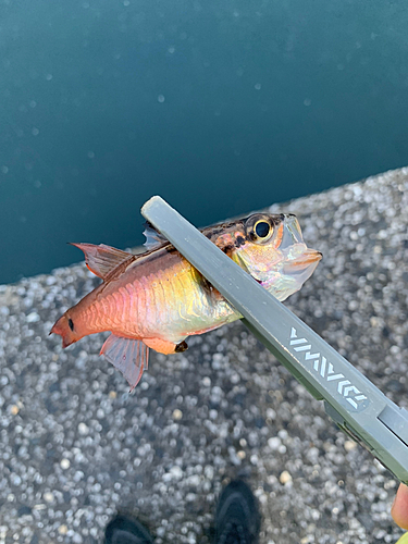 ネンブツダイの釣果