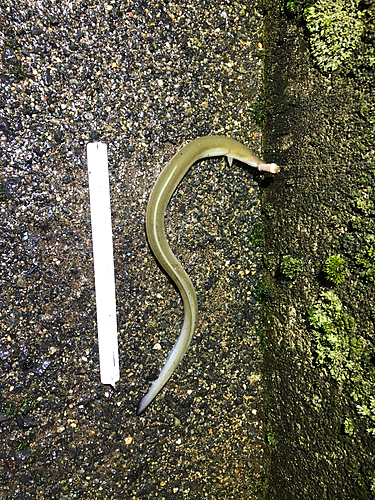 ウナギの釣果