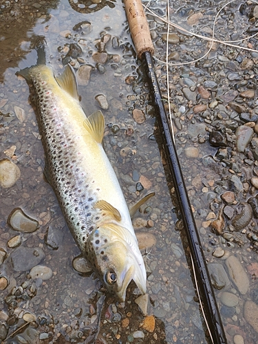 ブラウントラウトの釣果