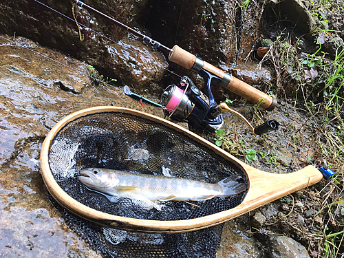 イワナの釣果