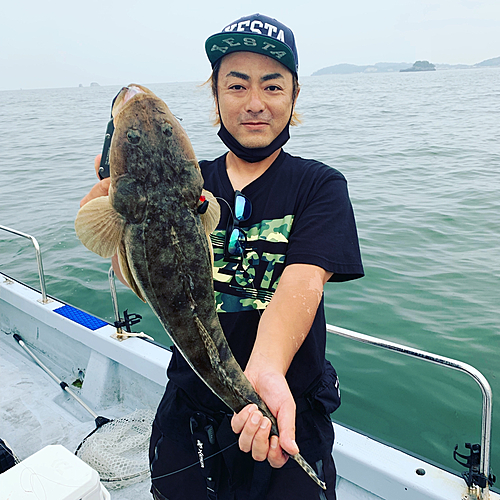 マゴチの釣果