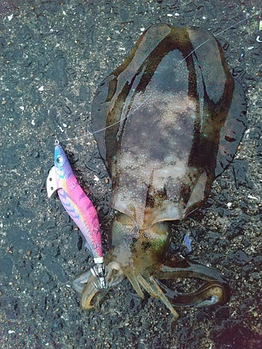 アオリイカの釣果