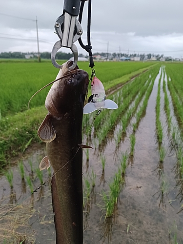 マナマズの釣果