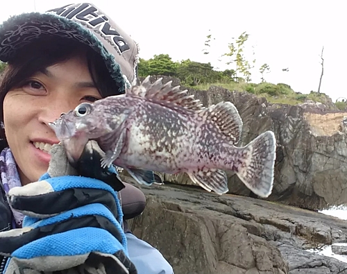 マゾイの釣果