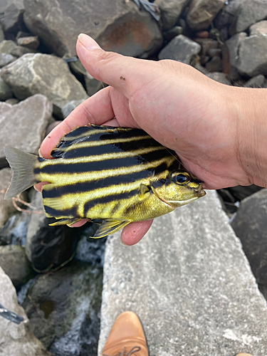 カゴカキダイの釣果