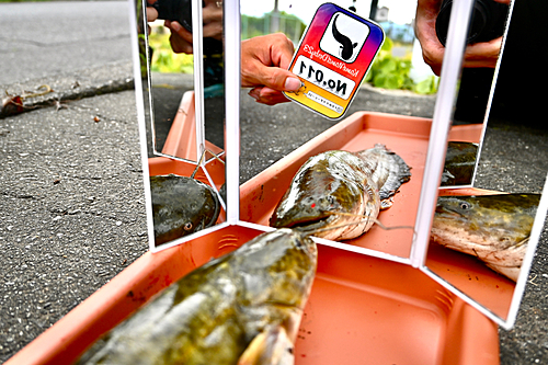 マナマズの釣果