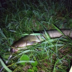 マナマズの釣果