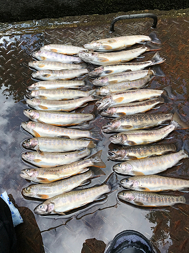 イワナの釣果