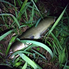 マナマズの釣果