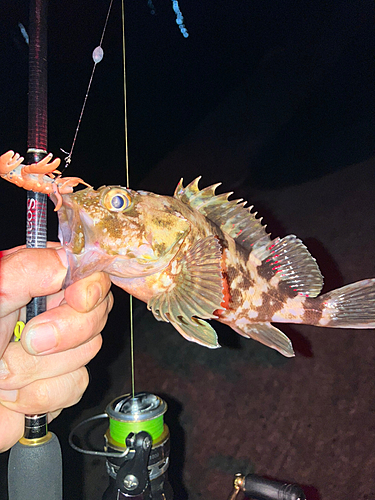 カサゴの釣果