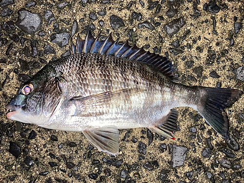 クロダイの釣果