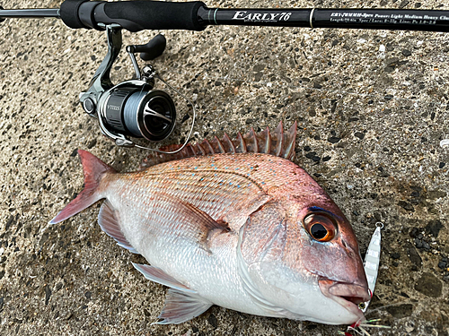 マダイの釣果