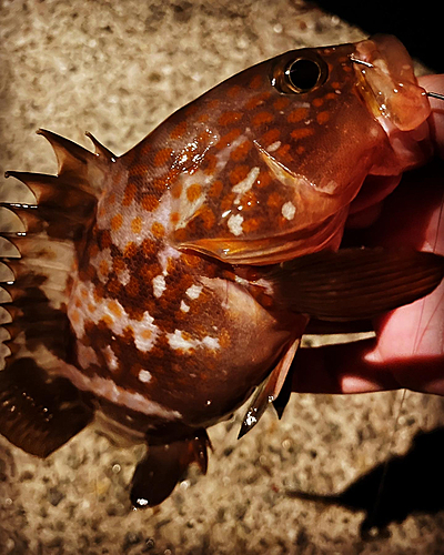 アコウの釣果