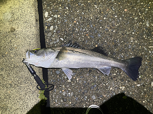 シーバスの釣果