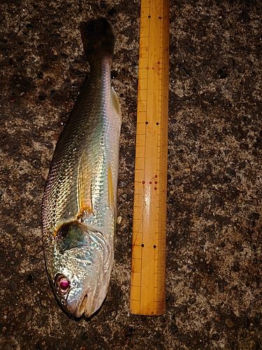 イシモチの釣果