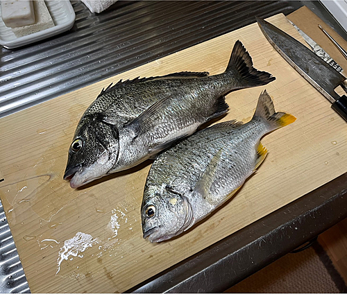 チヌの釣果