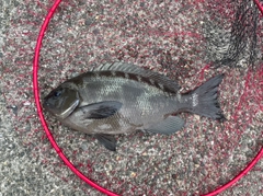 クチブトグレの釣果