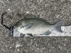 クチブトグレの釣果