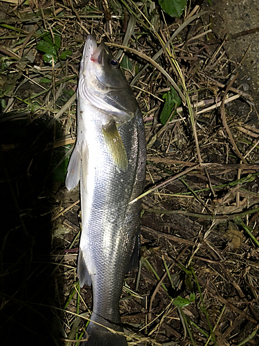 スズキの釣果