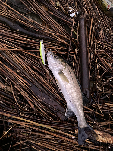 スズキの釣果