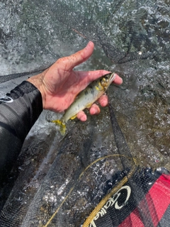 アユの釣果