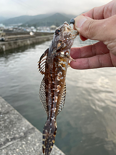 ハゼの釣果