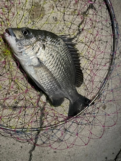 ナンヨウチヌの釣果