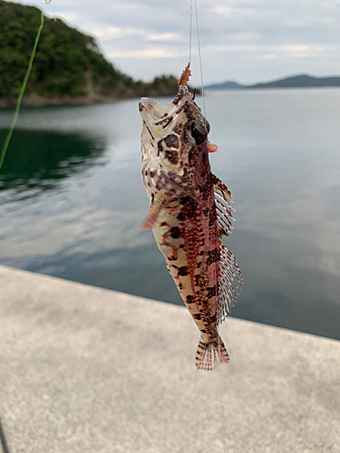 アサヒアナハゼの釣果