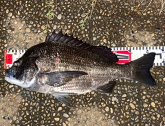 クロダイの釣果