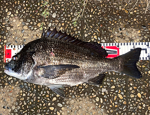 クロダイの釣果