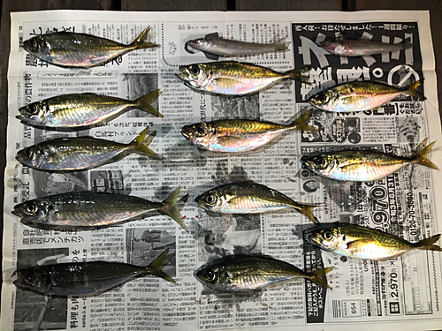 アジの釣果