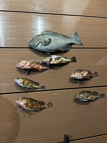 メジナの釣果