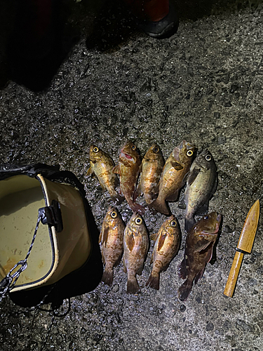 メバルの釣果