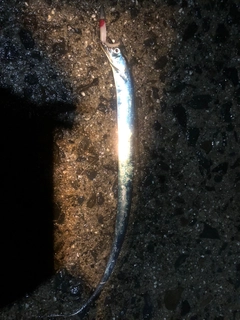 タチウオの釣果