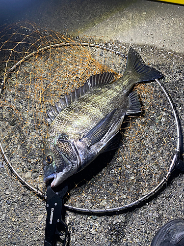 チヌの釣果