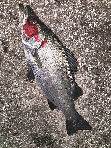 セイゴ（ヒラスズキ）の釣果