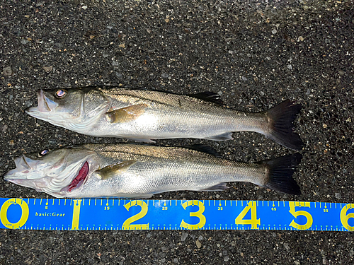 シーバスの釣果