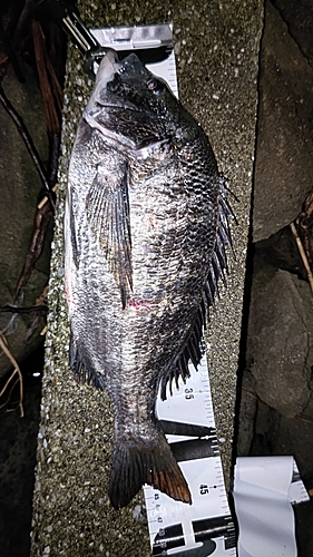 クロダイの釣果