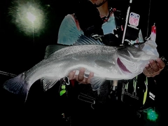 シーバスの釣果