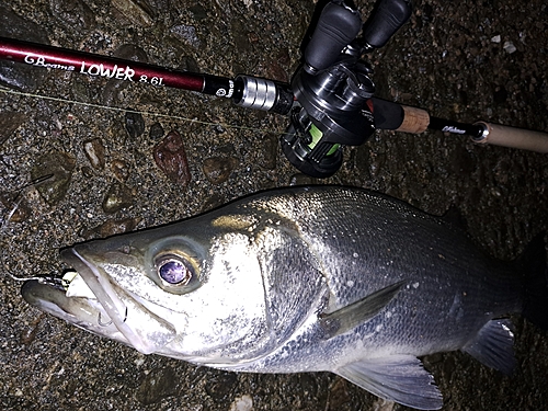 ヒラスズキの釣果