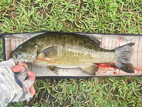 スモールマウスバスの釣果