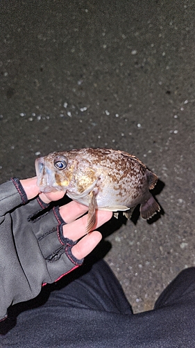 クロソイの釣果