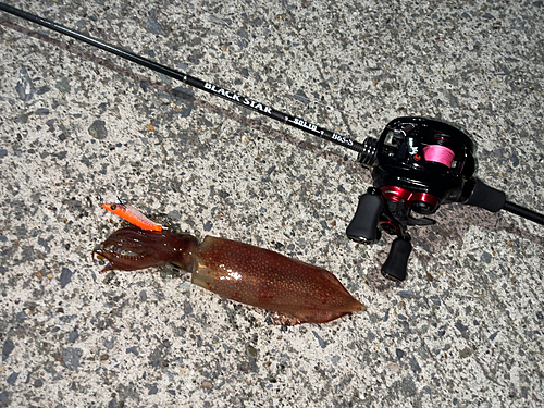 ケンサキイカの釣果